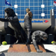 Photo: Carolina Panthers